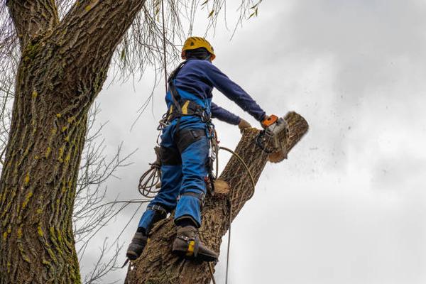 Signs You Need to Hire a Tree Removal Service in Louisville